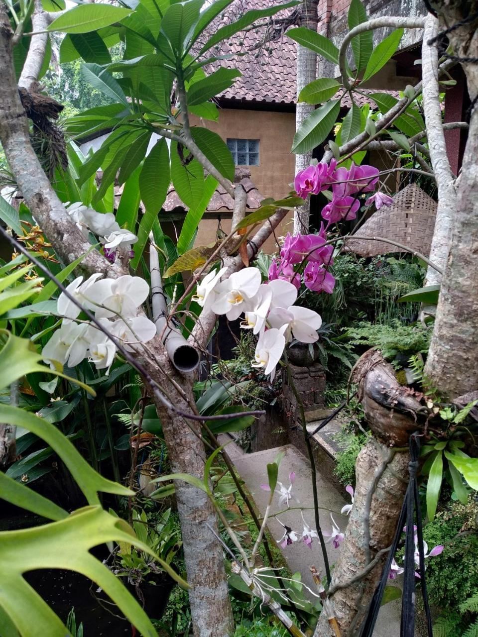 Umah Ubud Guest House Екстер'єр фото